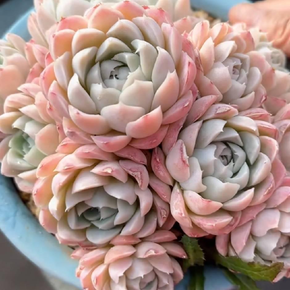 新疆时光慢花园11点直播