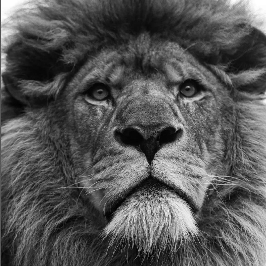 Math—Wang🦁