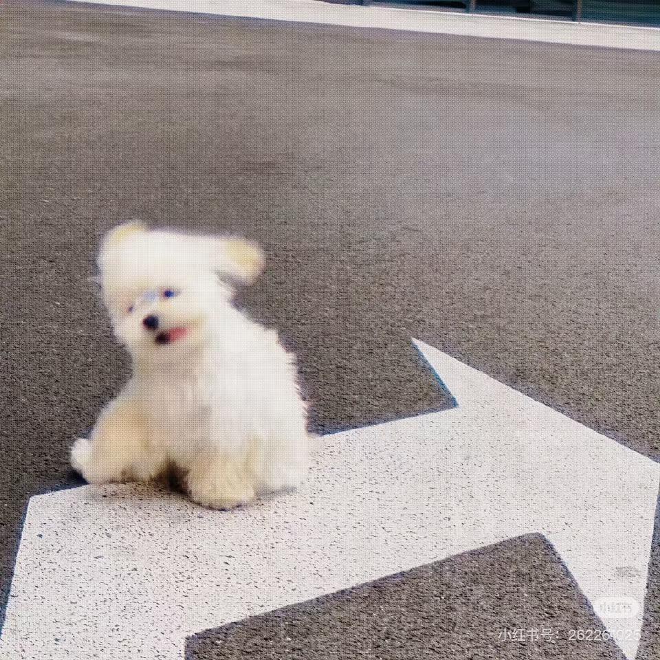 ⁵²º知识粪子