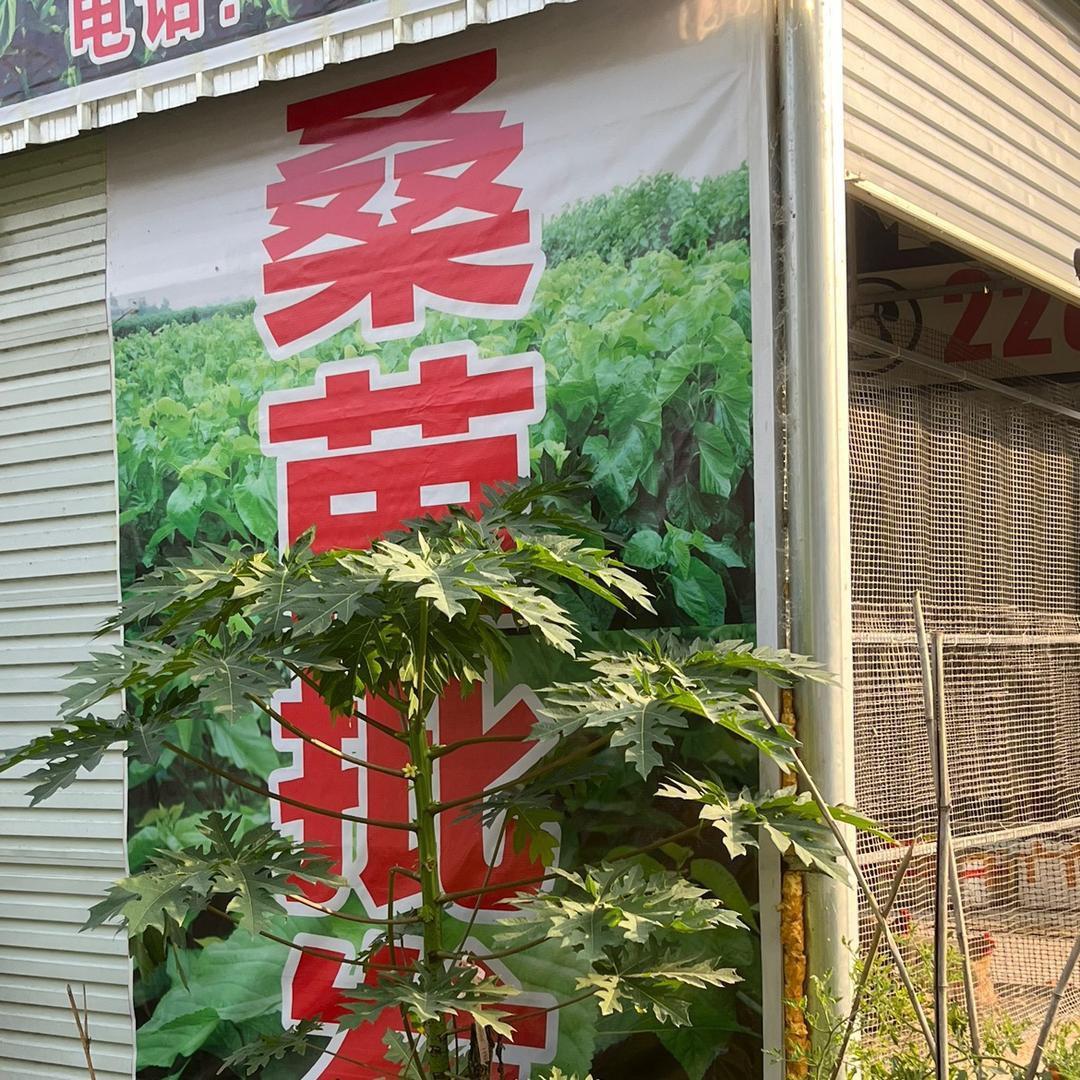 陈十三土货生鲜