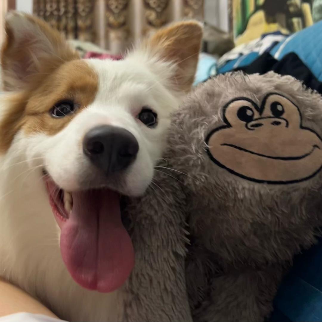 包子是个红薯妹