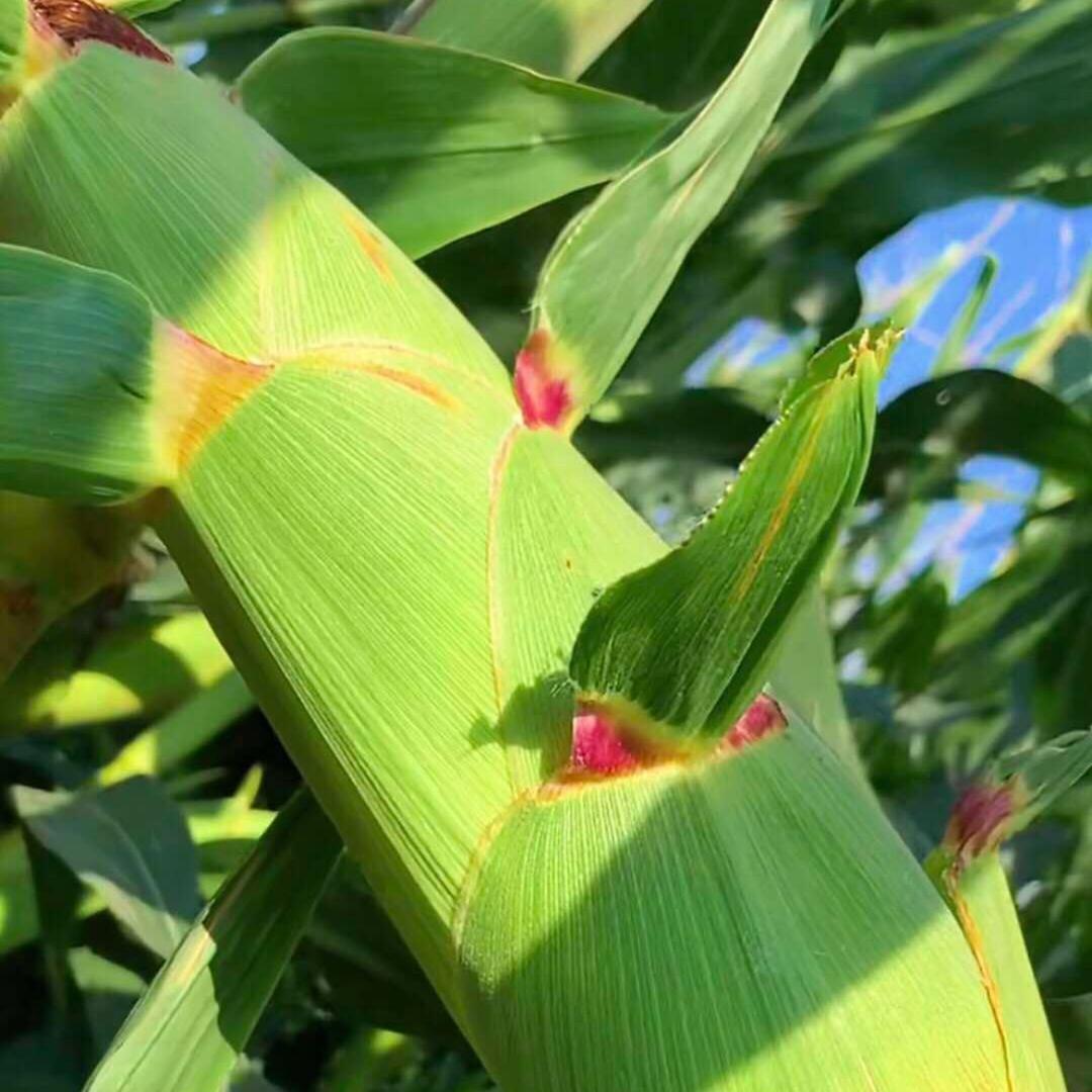 丰收粮食满仓