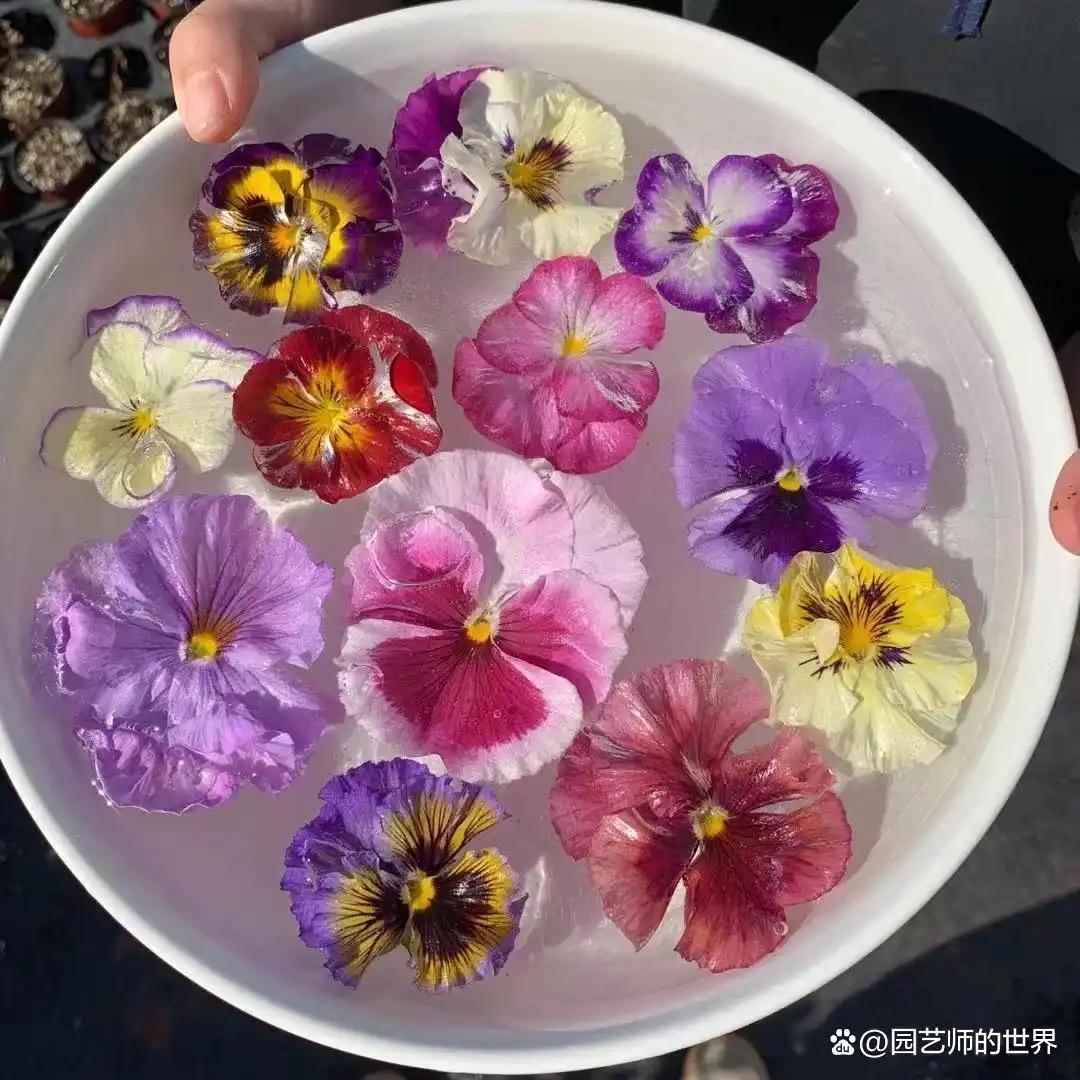 青州三色堇基地