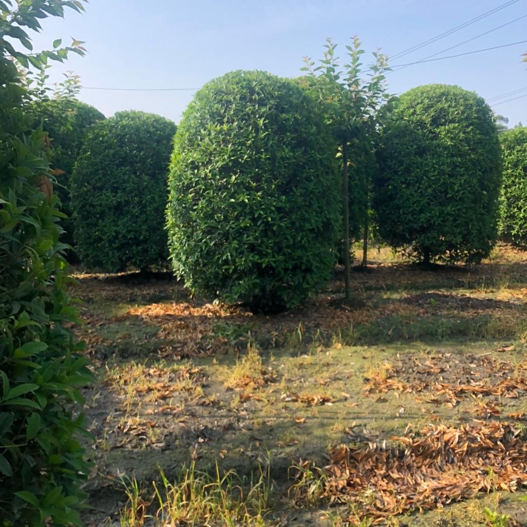 崇州市鑫欣种植有限公司