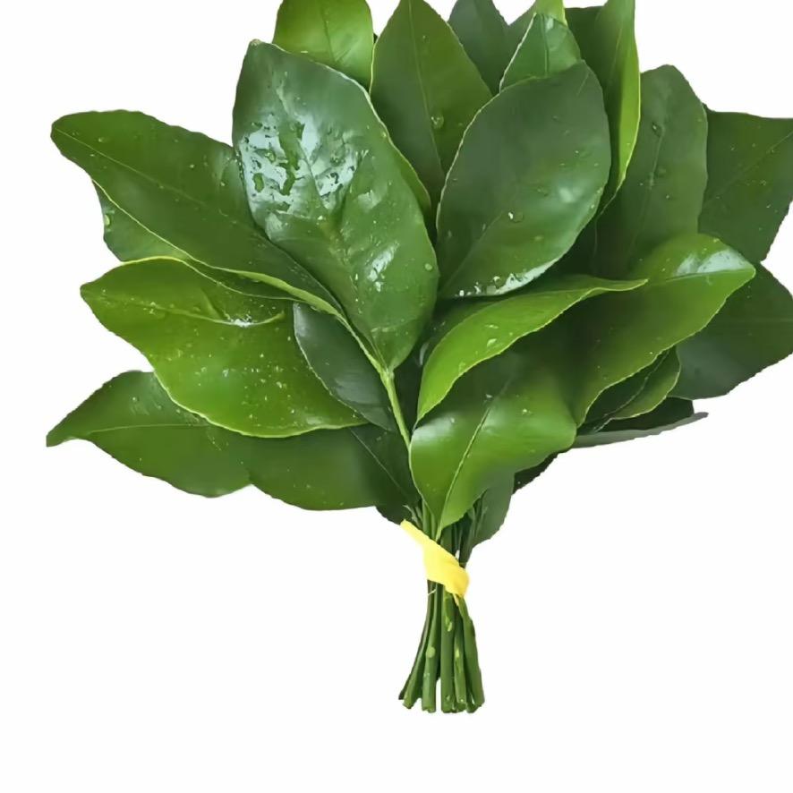 迎春纳福