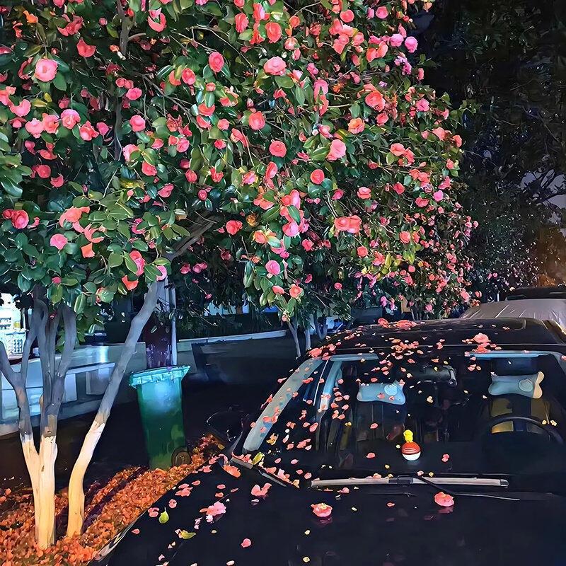 。。。。。。。。