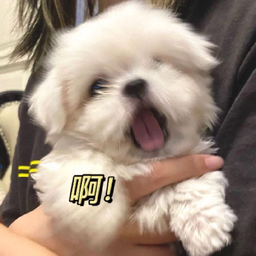 Poppyyyy