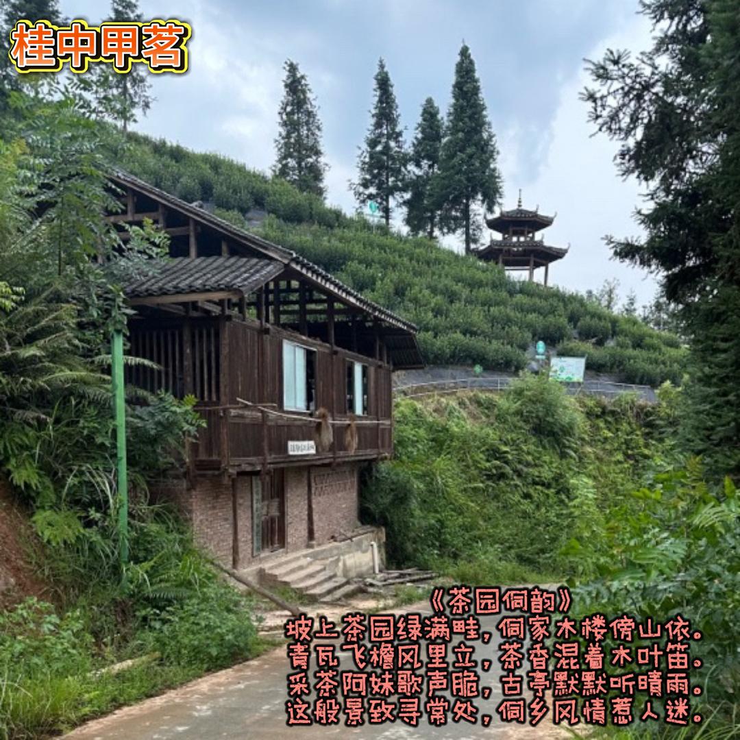 三江县桂中甲茗茶业