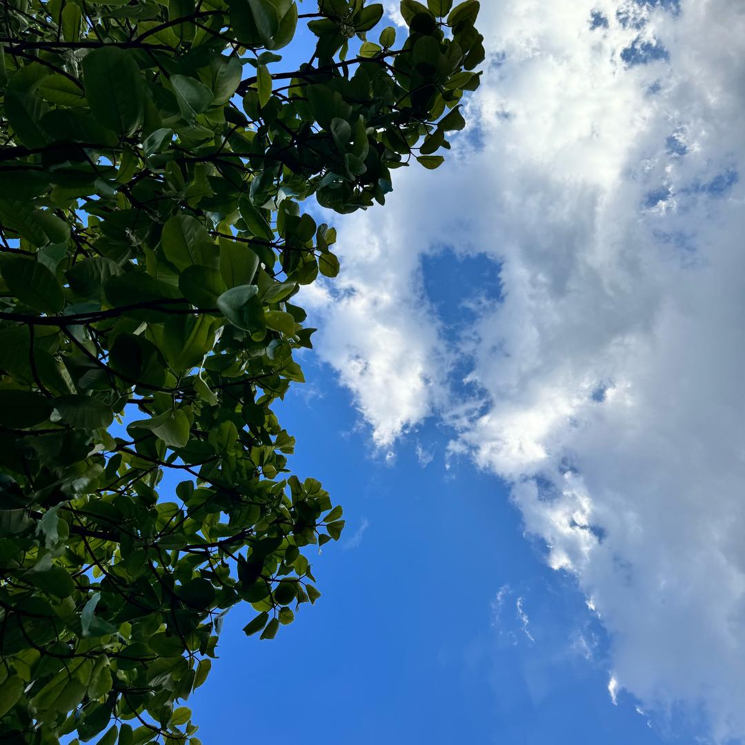 盛夏绽放
