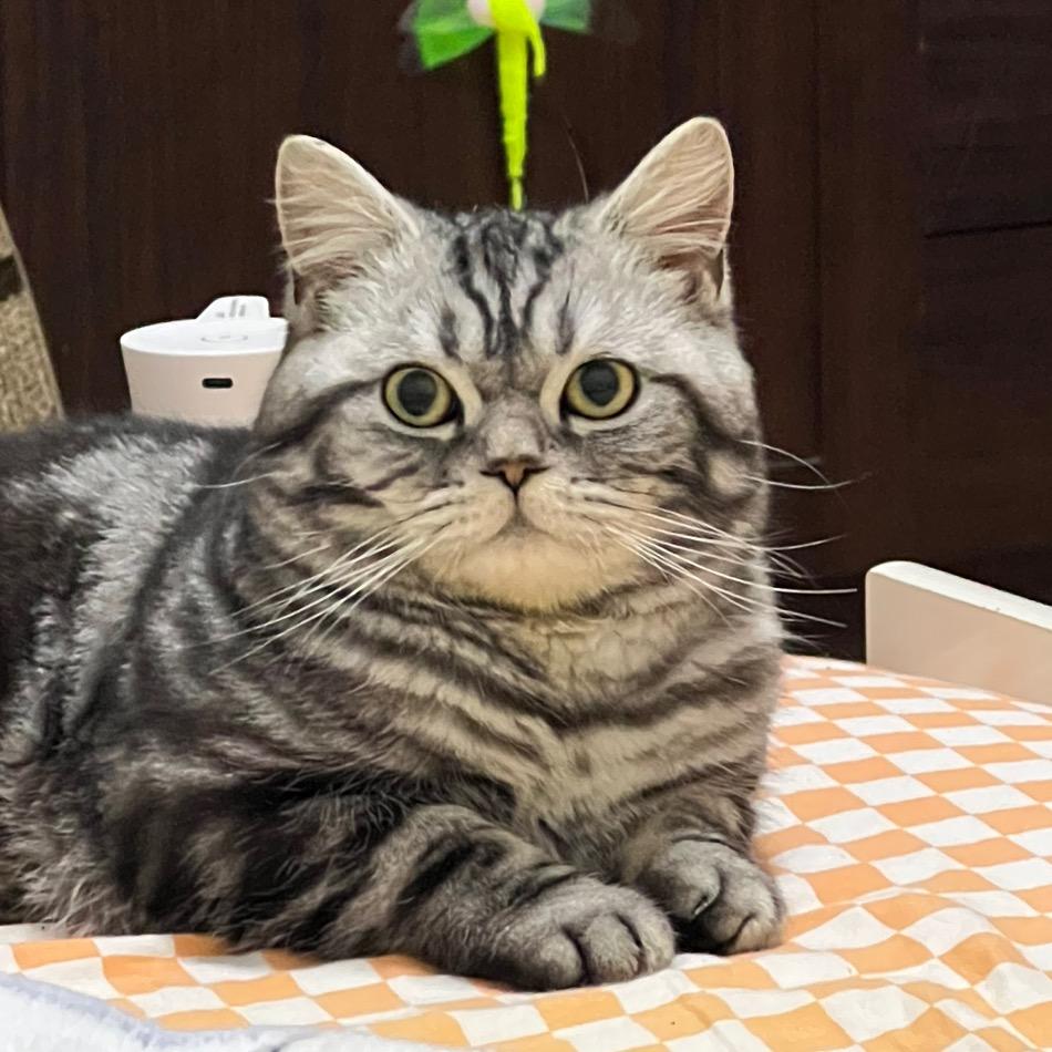 泰哥tiger！