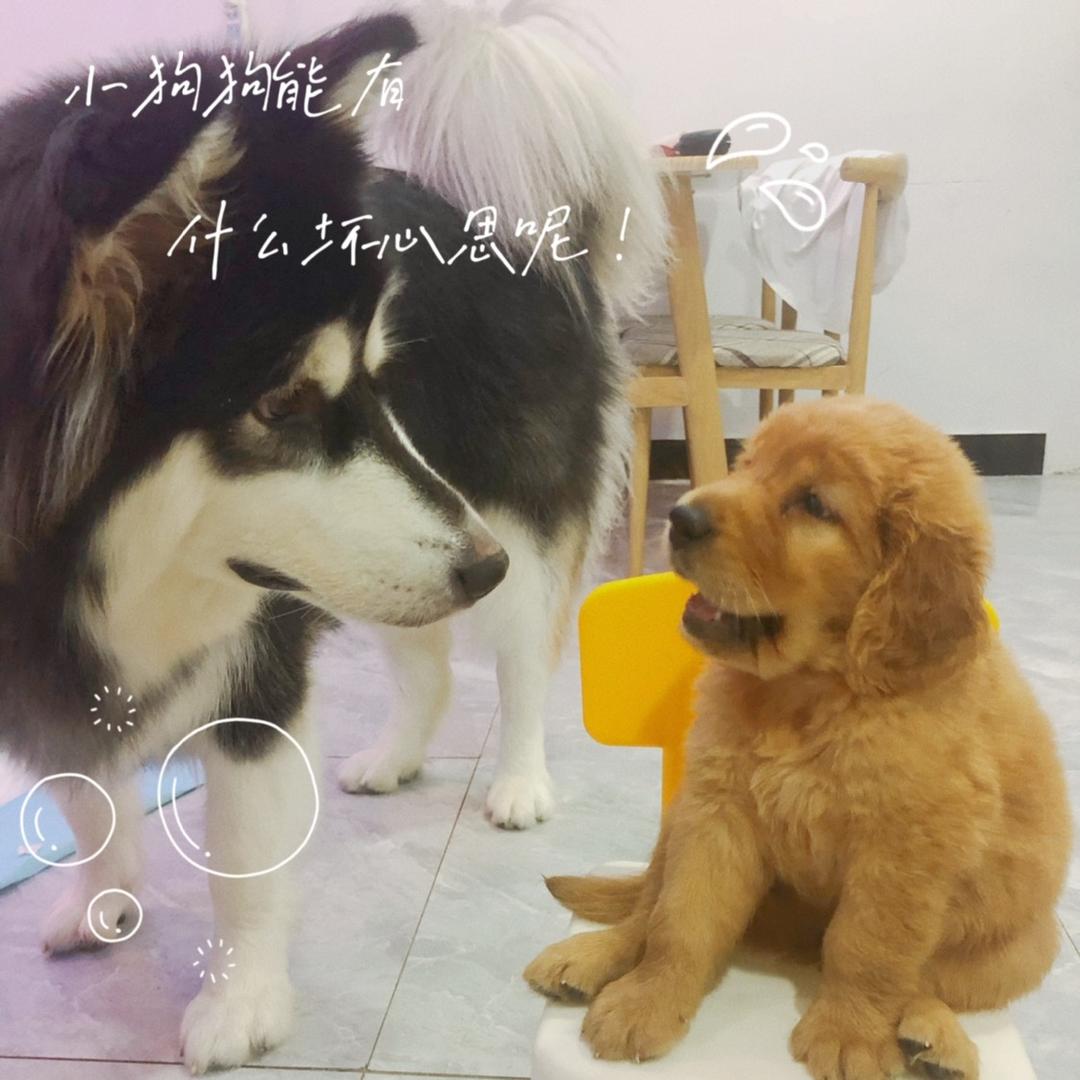 两只冤种是姐弟