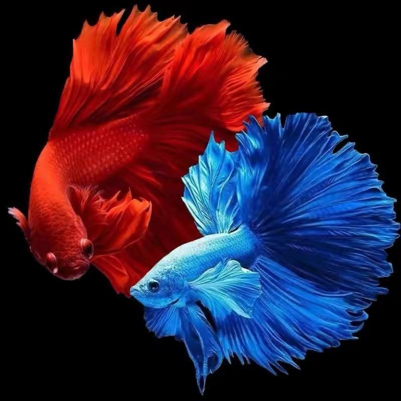 佳涵泰斗水族馆