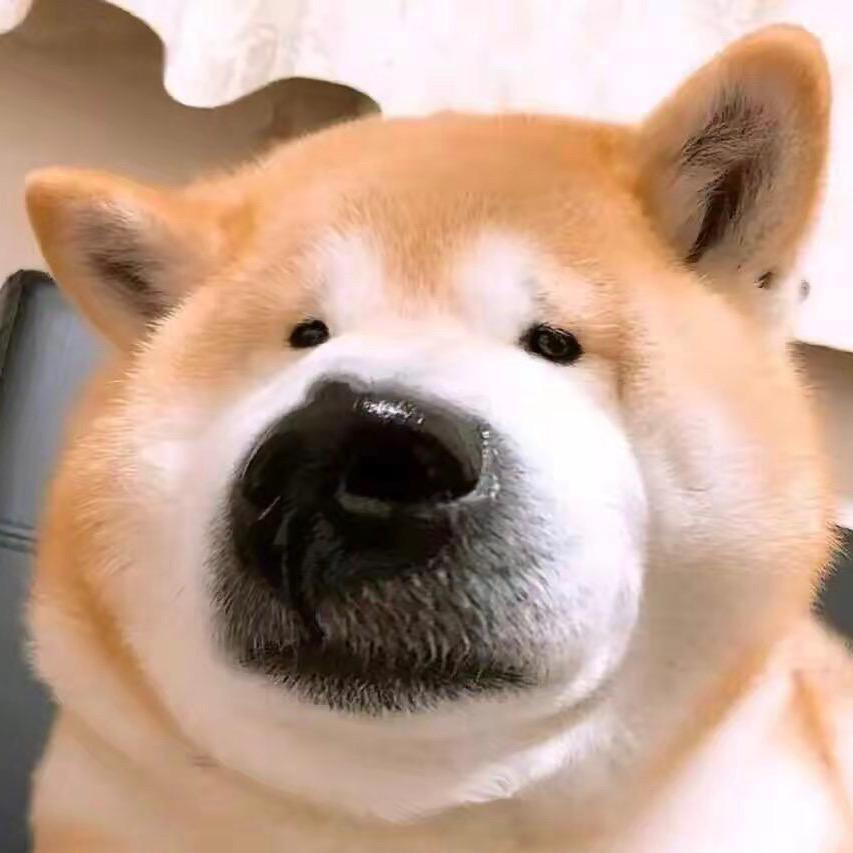 搞笑二狗