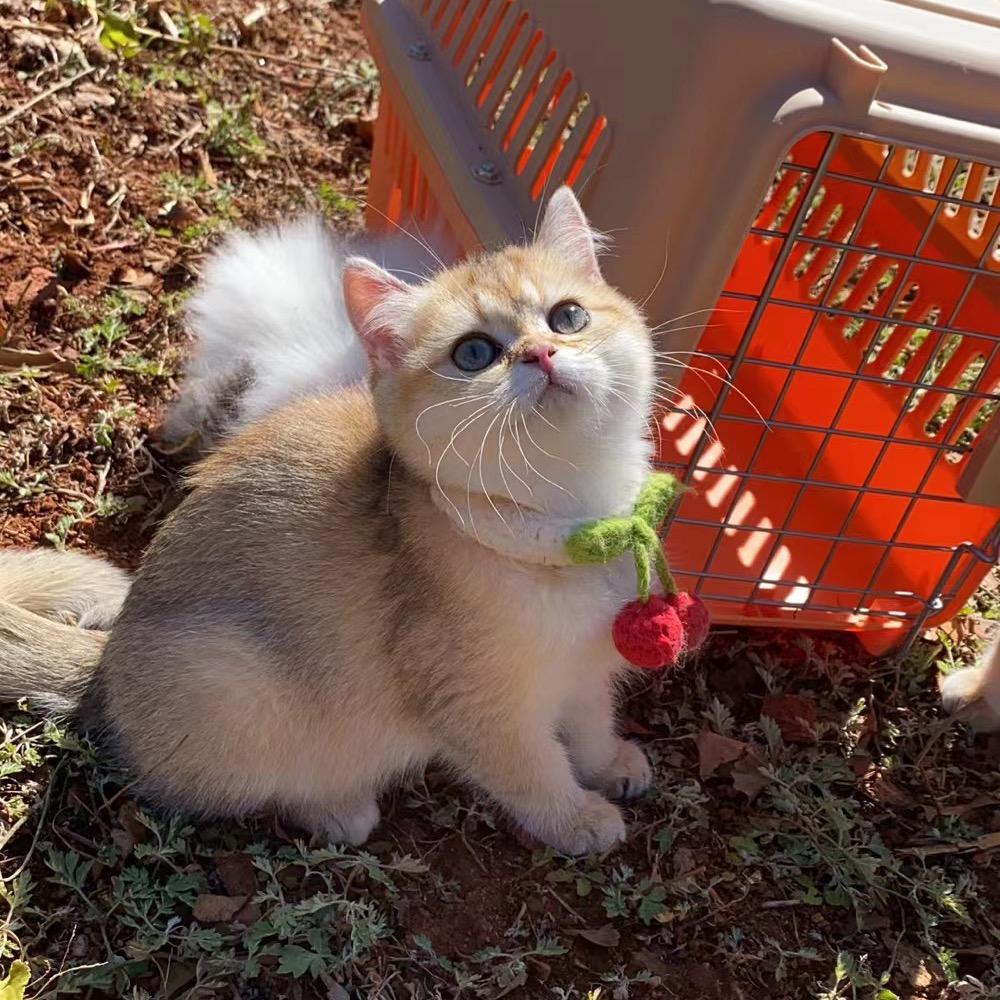 柒壹猫