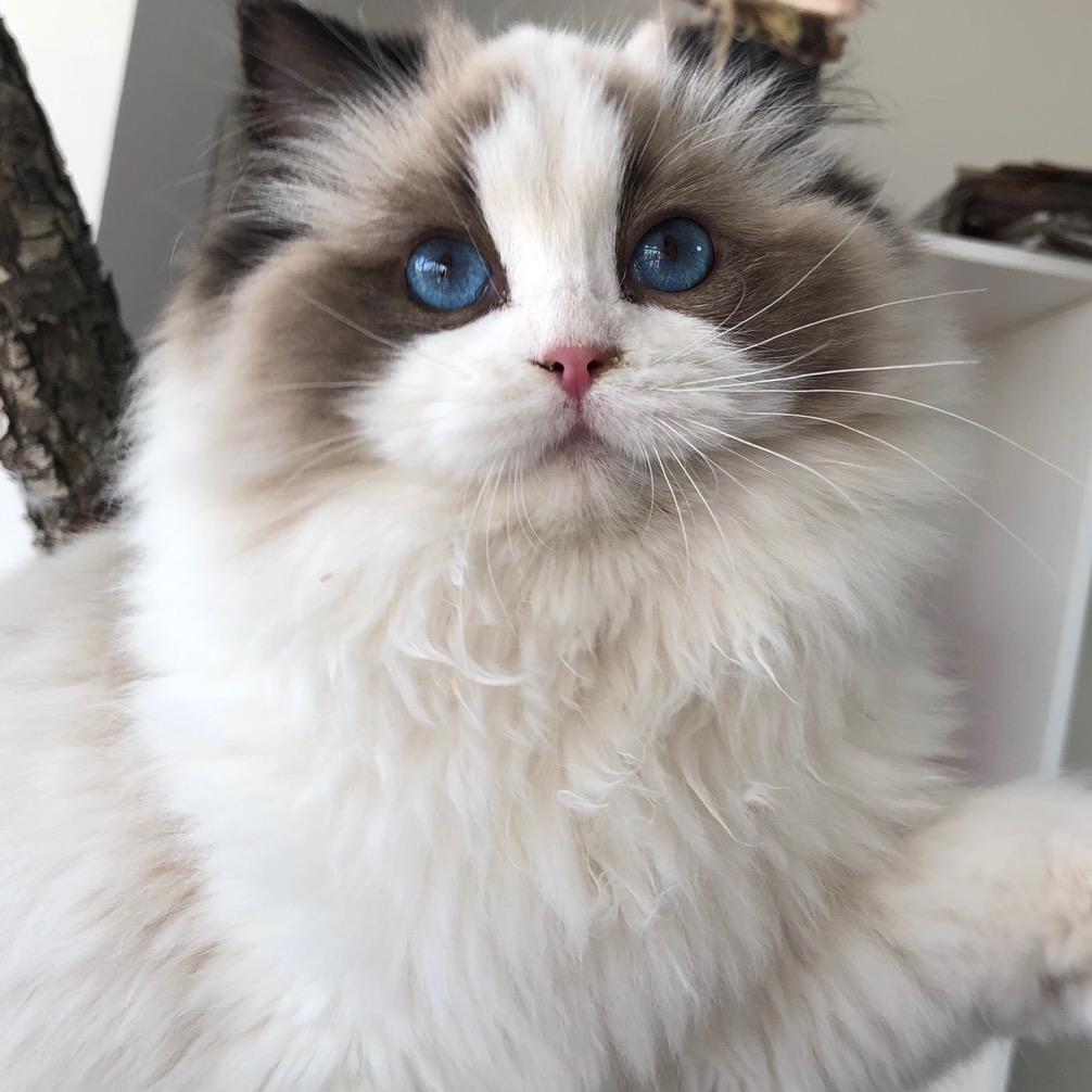 朵拉布偶猫
