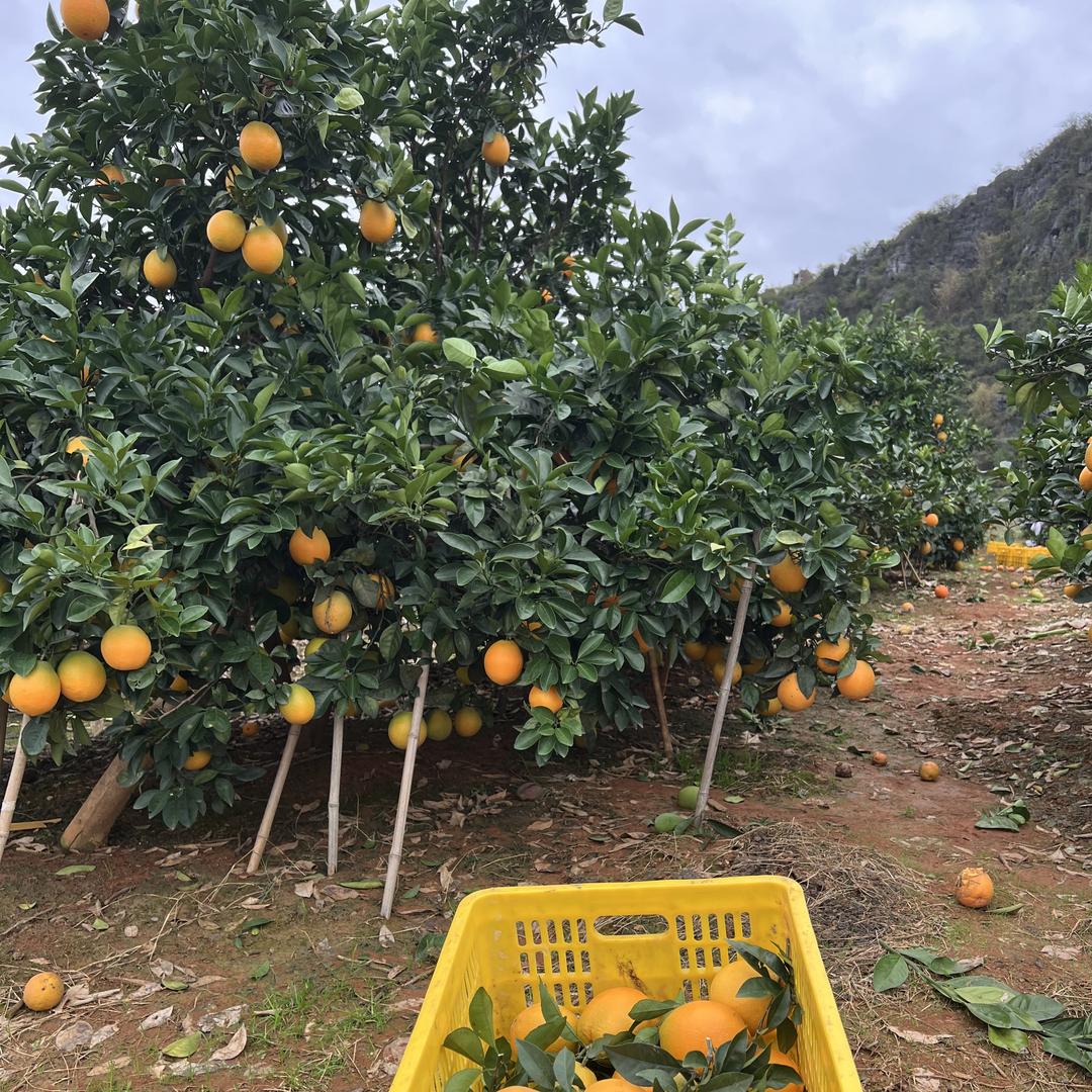橙香之乡