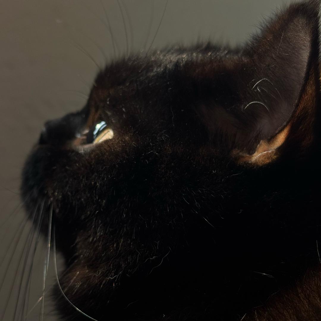 猪咪孟买 15 斤