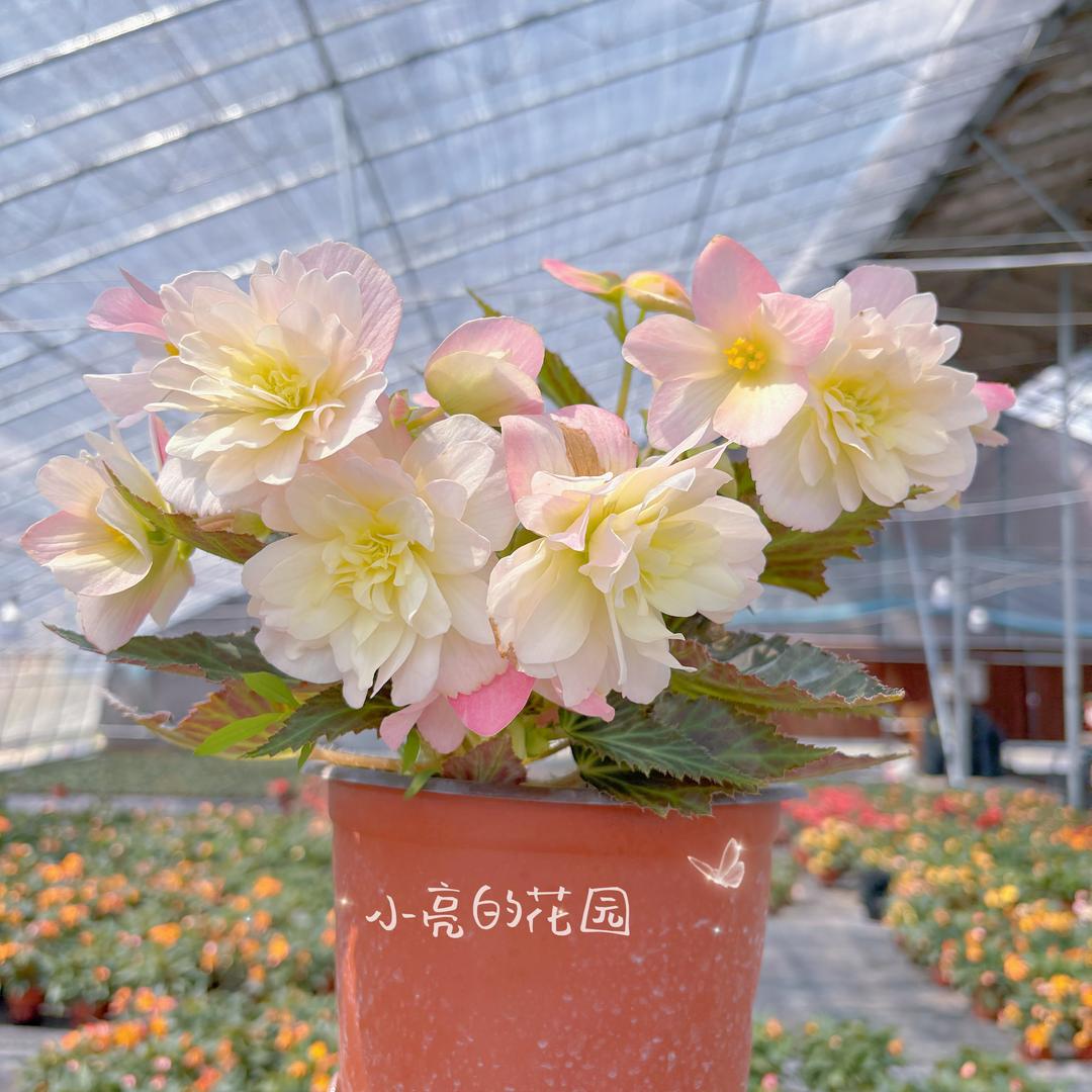 小亮的花园二店