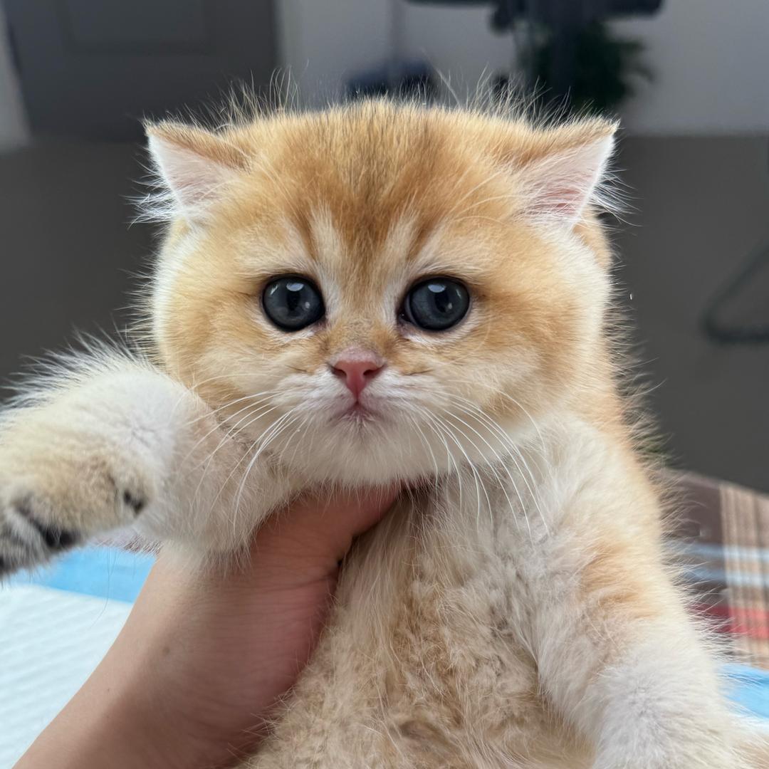 兜兜来咪