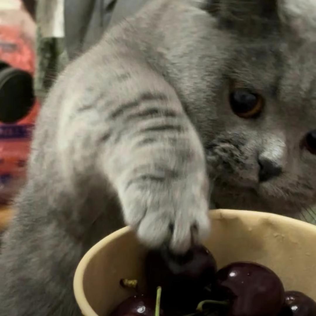 PP（三角洲行动）