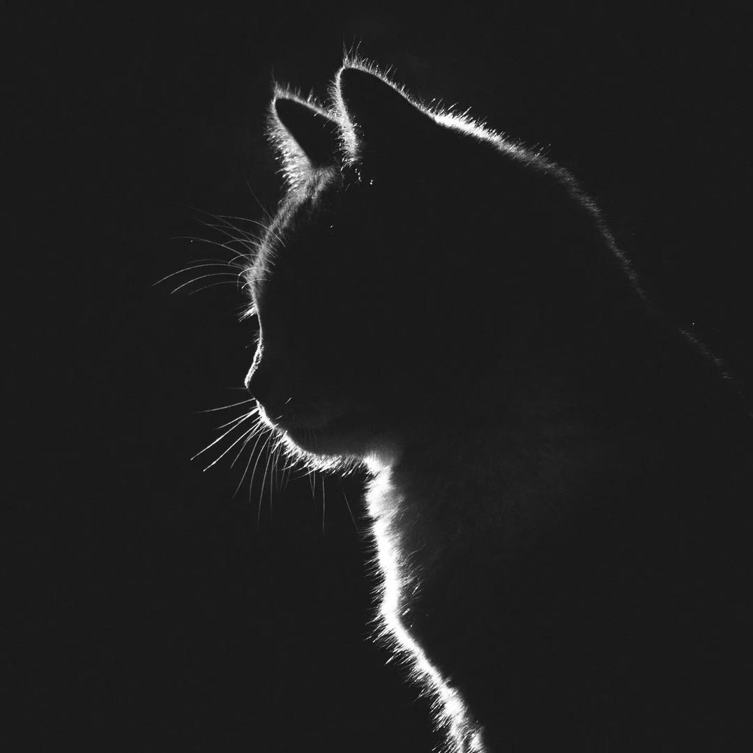 橙子