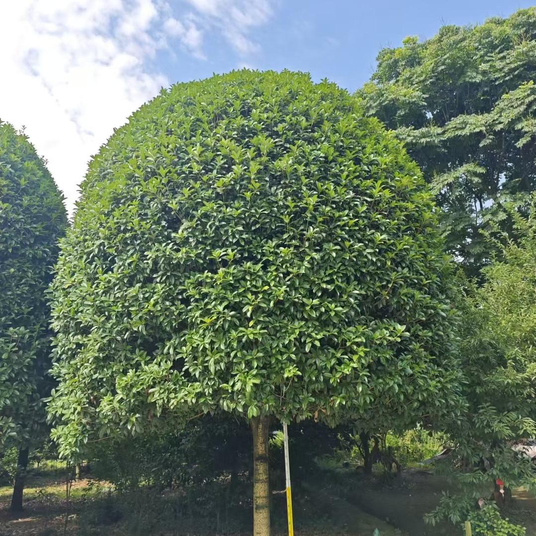 庭院精选桂花树