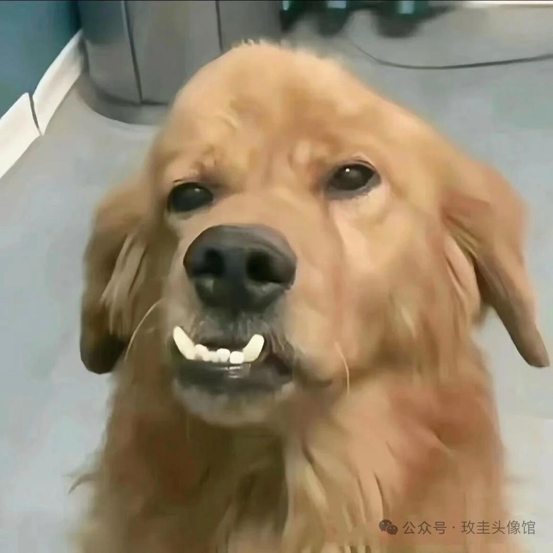 小Qi又困ˡᵃ💤