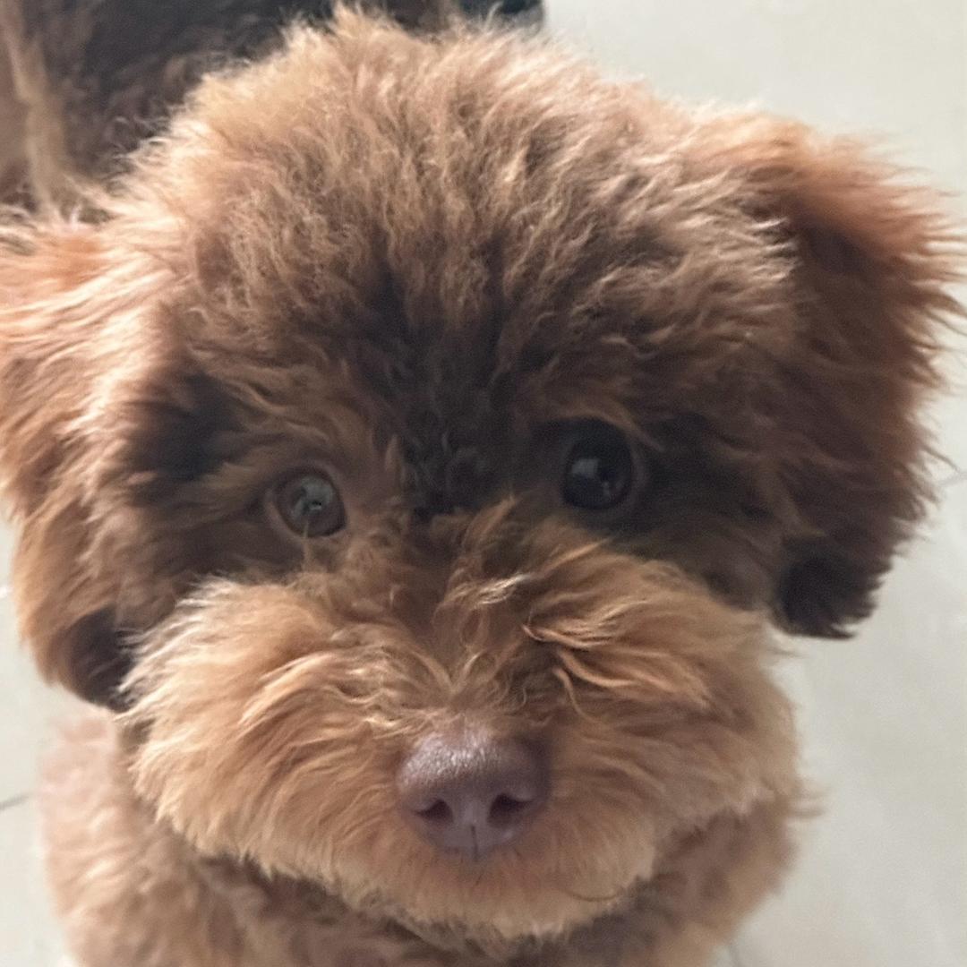 羽