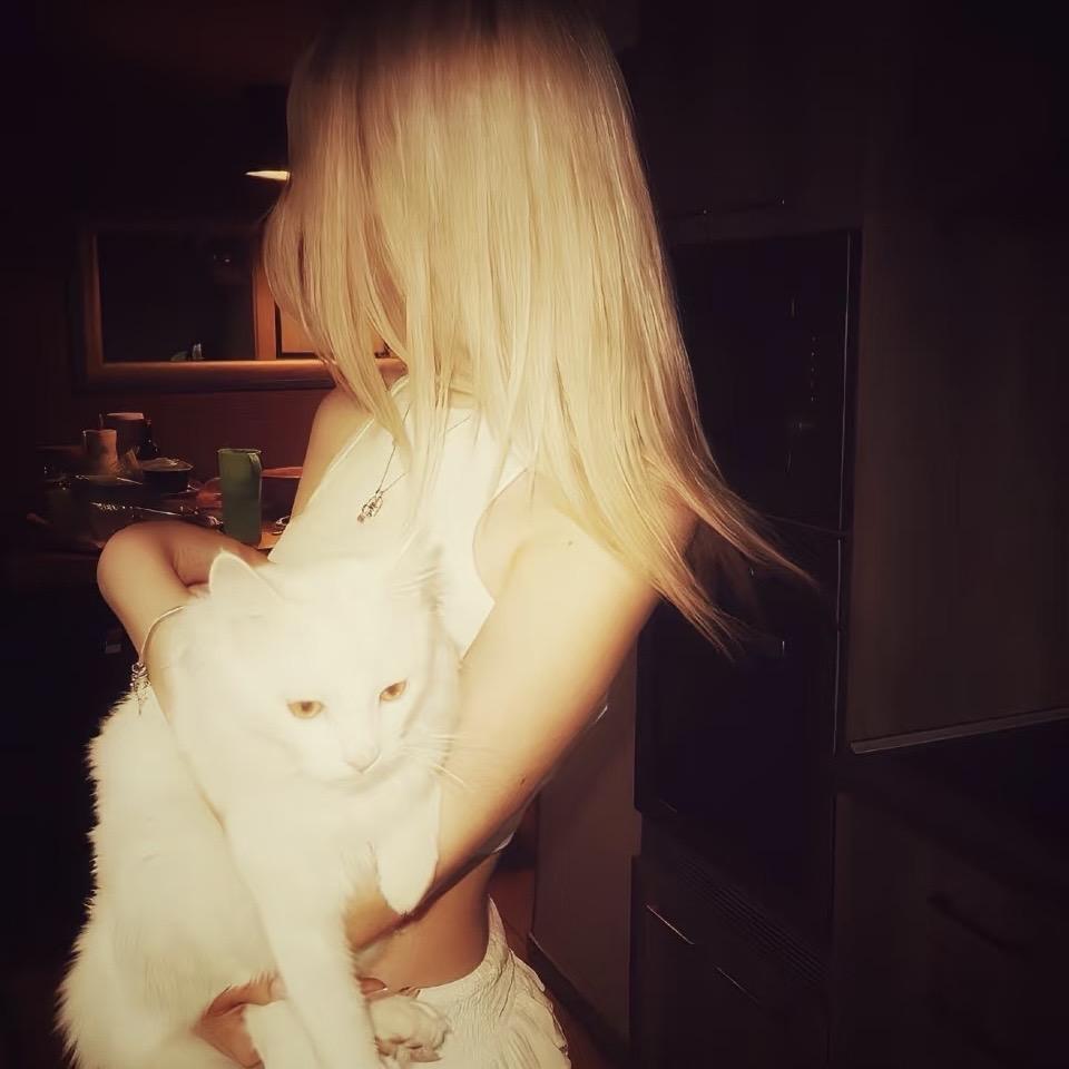 牛奶猫