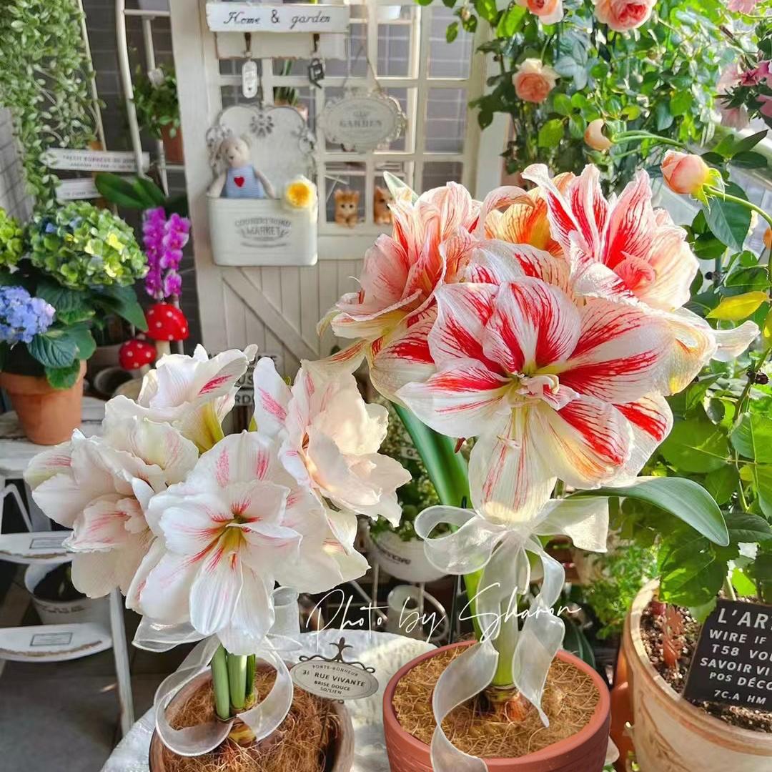 盆于晏（花盆优选）