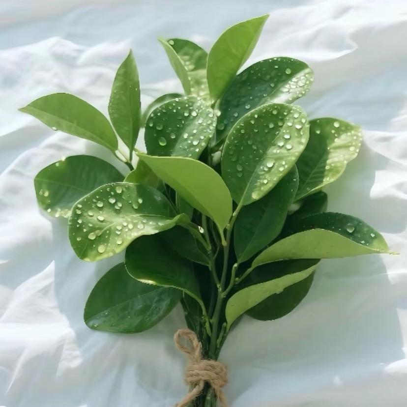 生财☘️