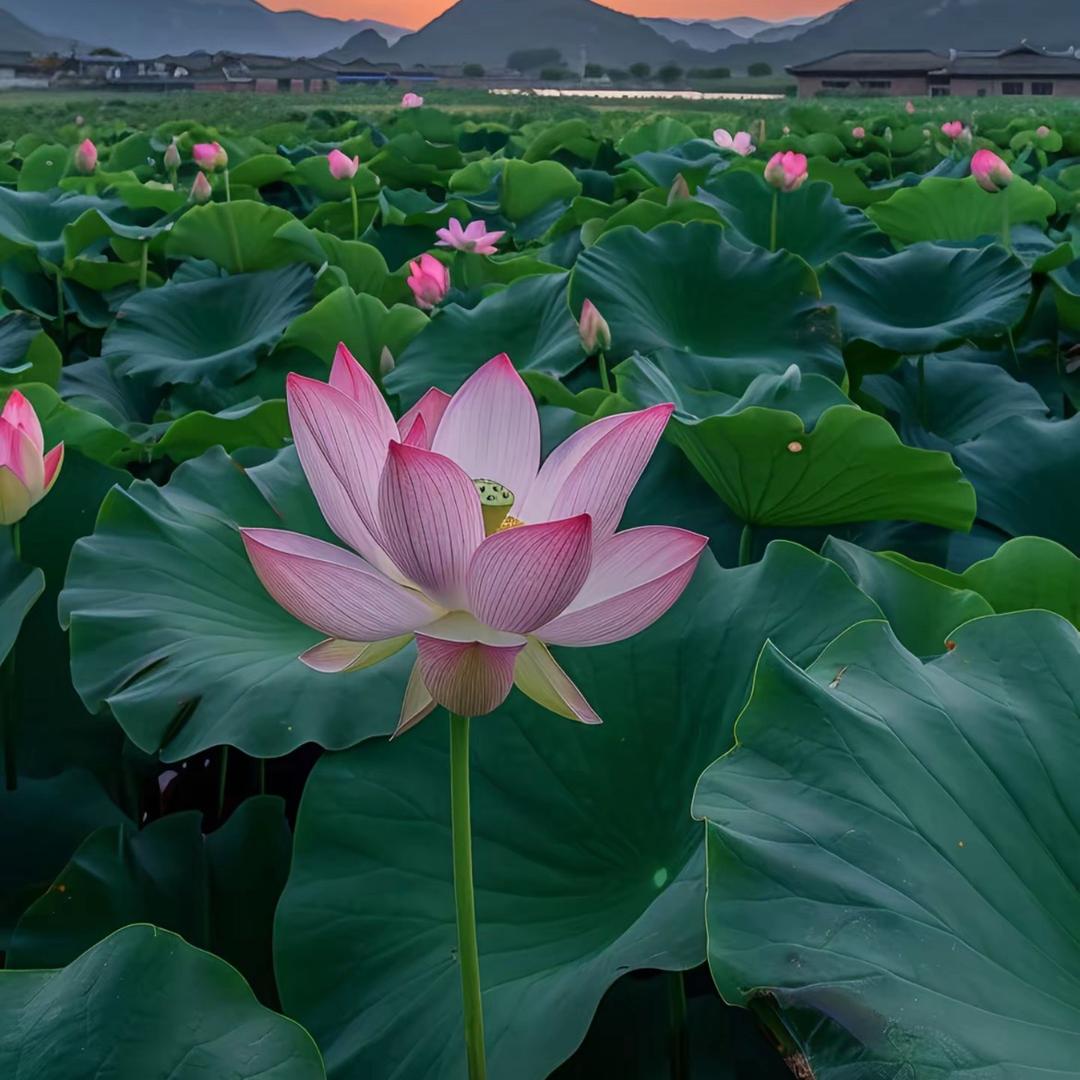 普渡明心