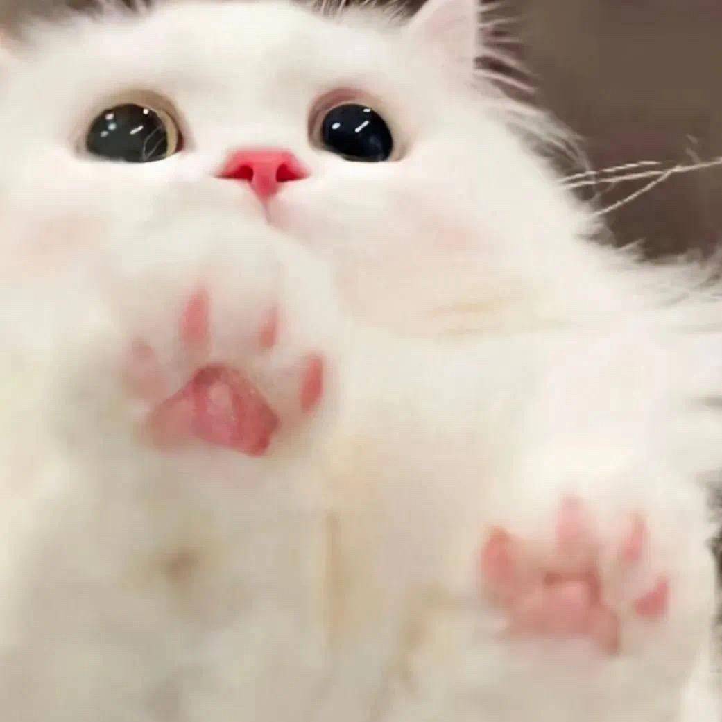 咕噜是一只小🐱