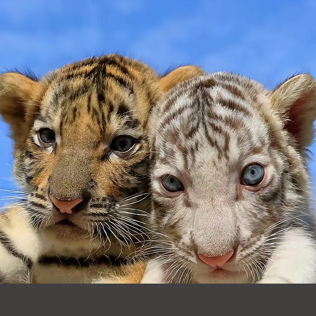会化妆的猫🐯