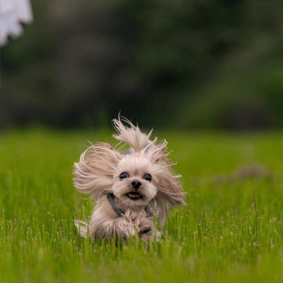 飞机崽Yorkie