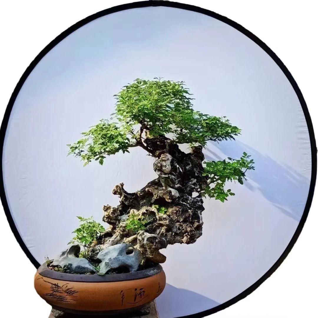 微盆景