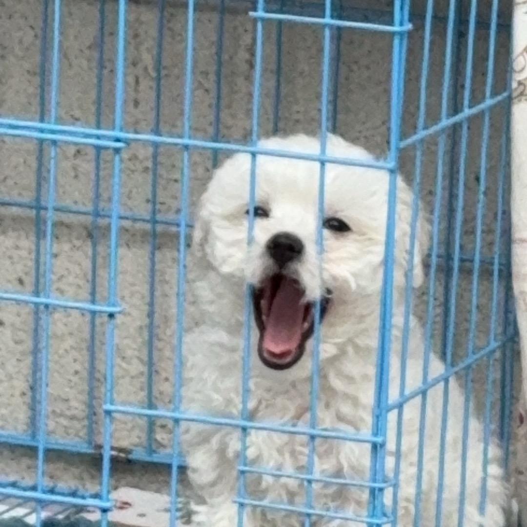 妞妞$一只飞耳_小东北