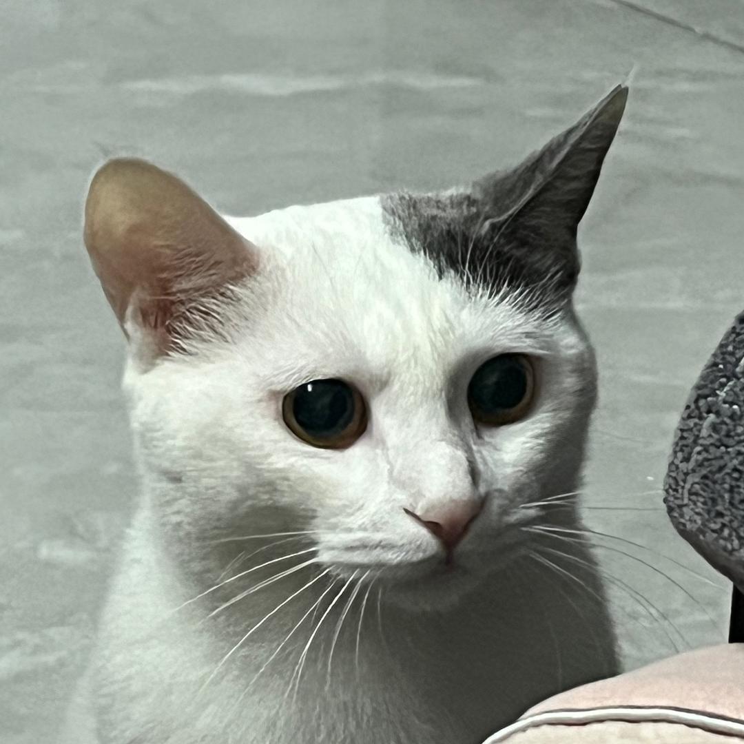 彭于小晏