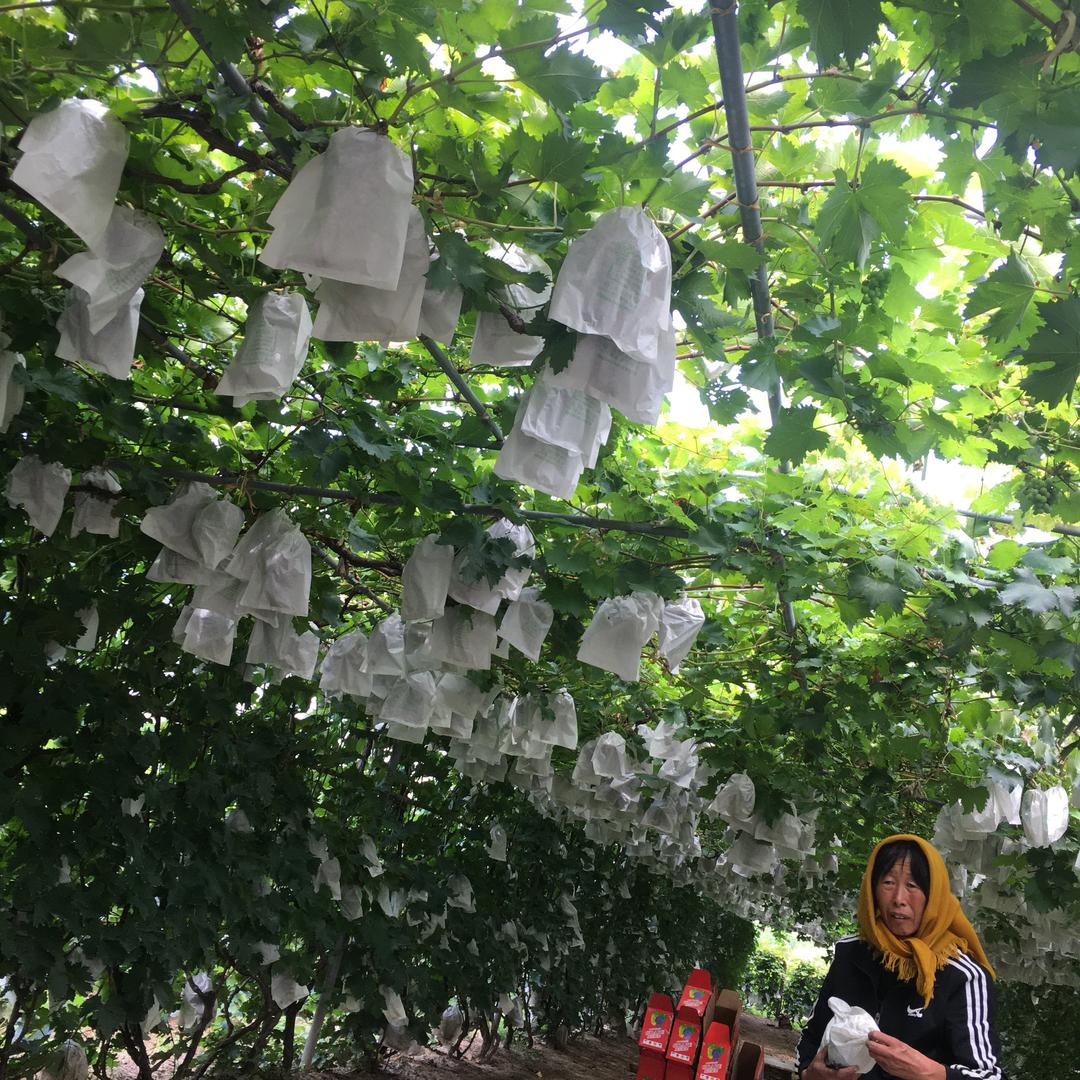 青色火焰