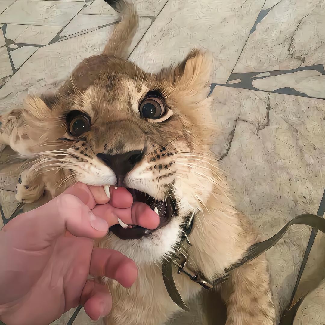 番茄炒猪肉！