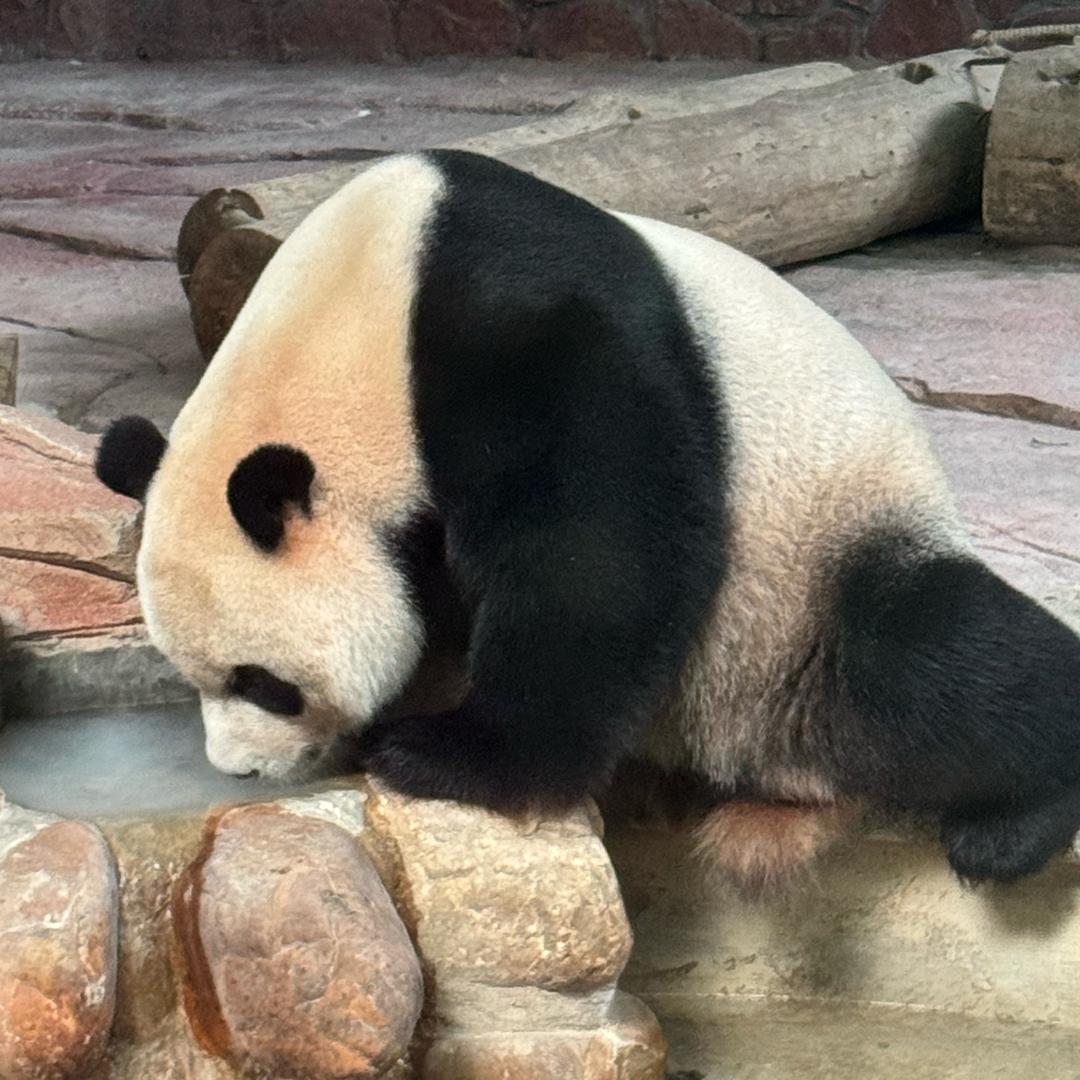 熊二乖宝宝