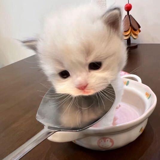 bb