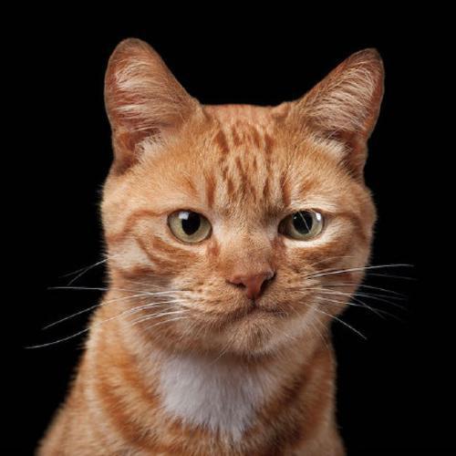 西安猫里喵气•猫舍