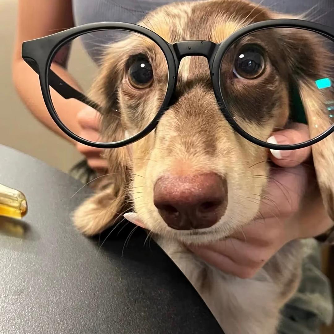 🐾