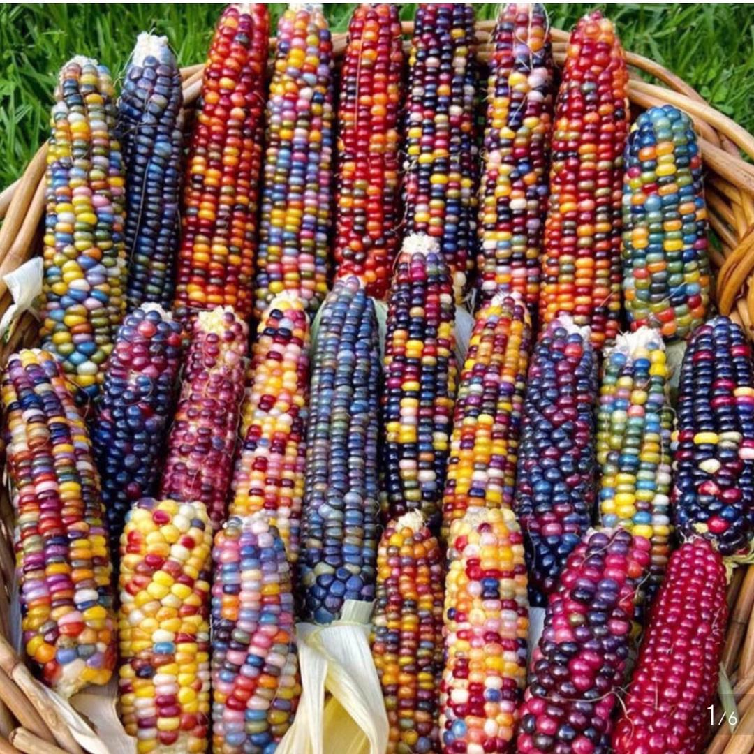 恩泽五彩小苞米