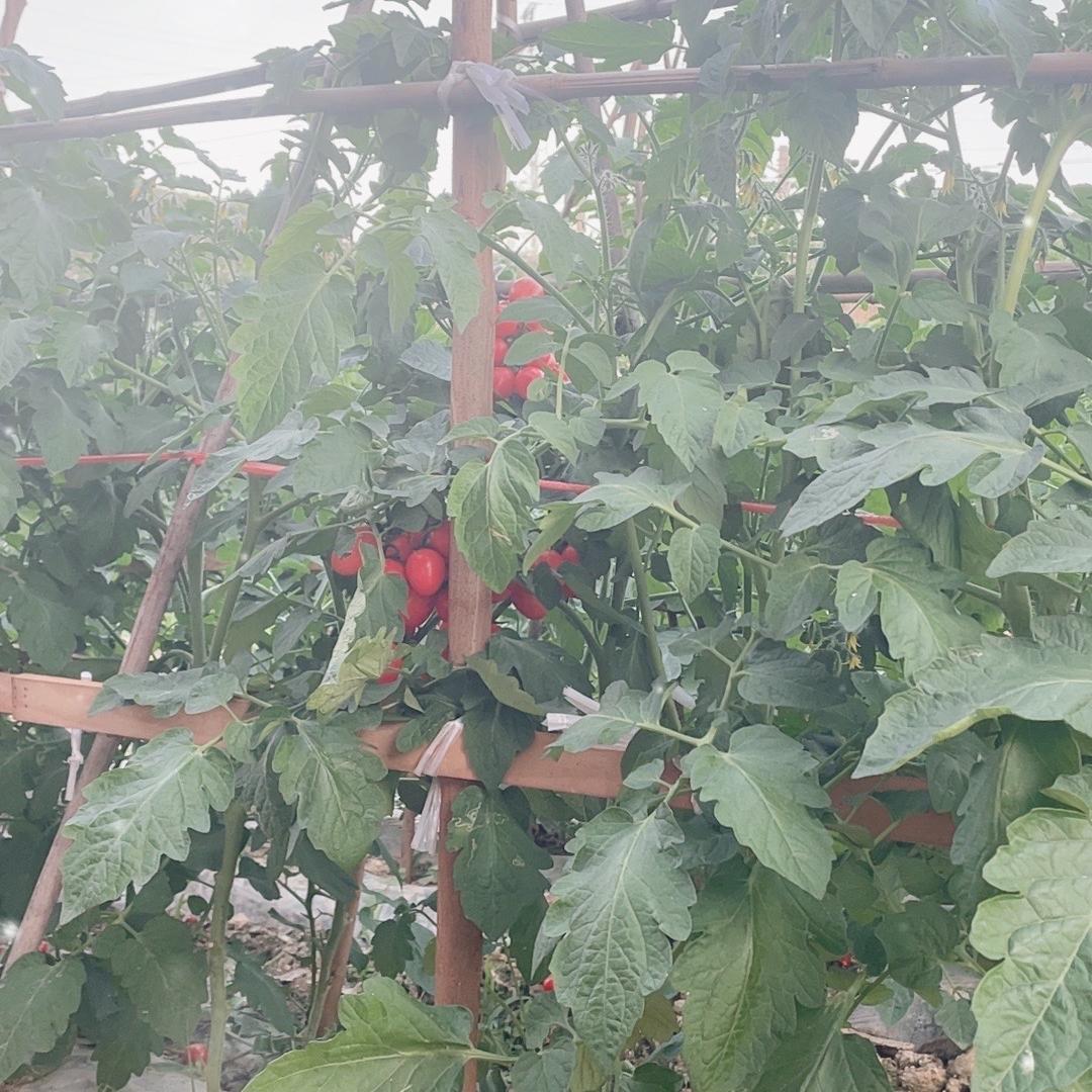 航航圣女果种植户