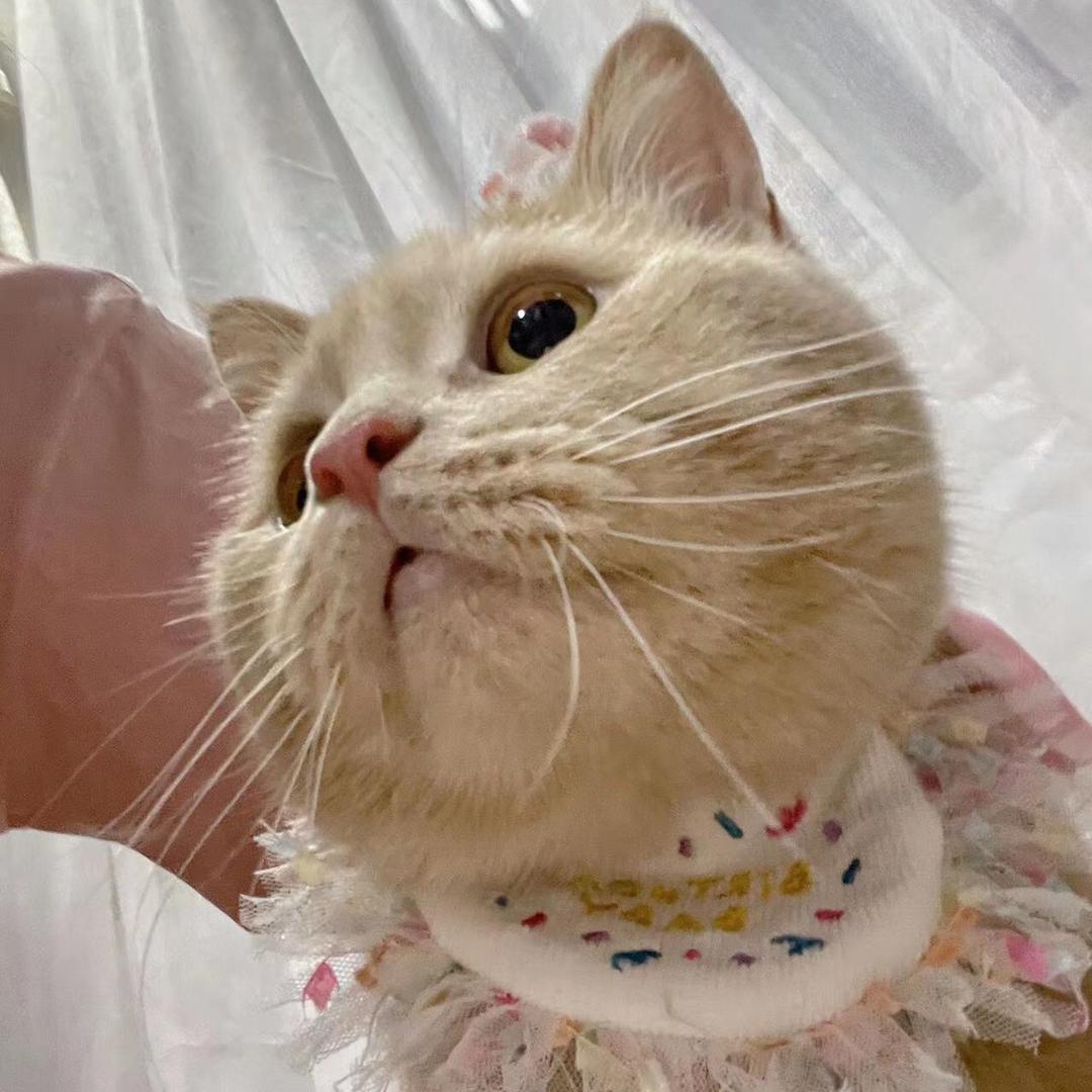 饭饭养猫