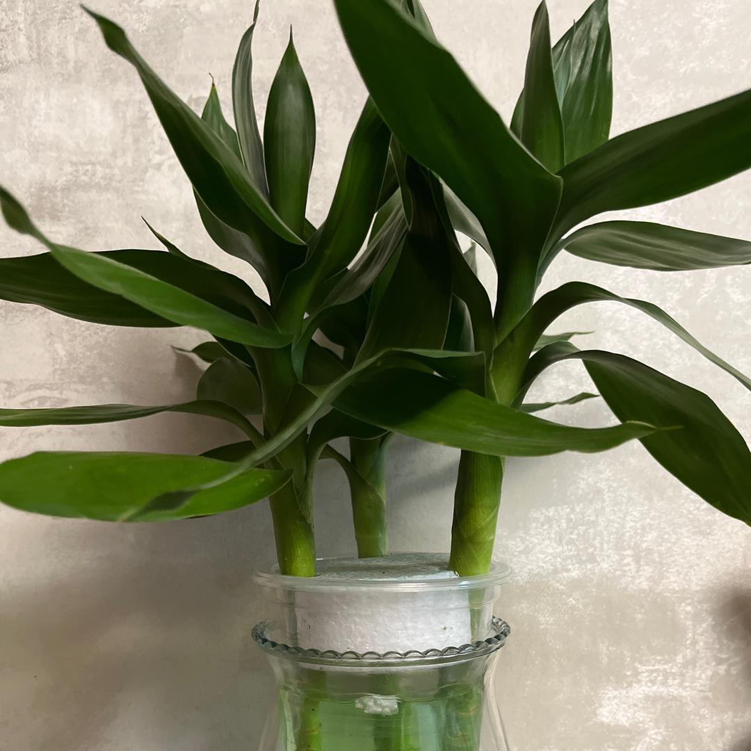 瞿瞿