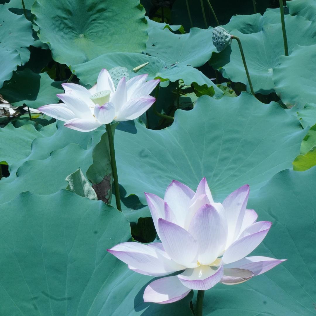 花开富贵$
