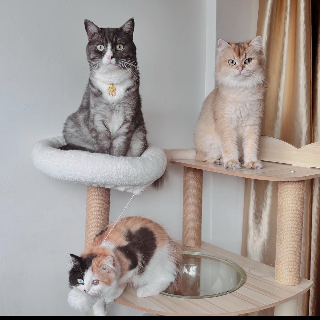 猫狗日记